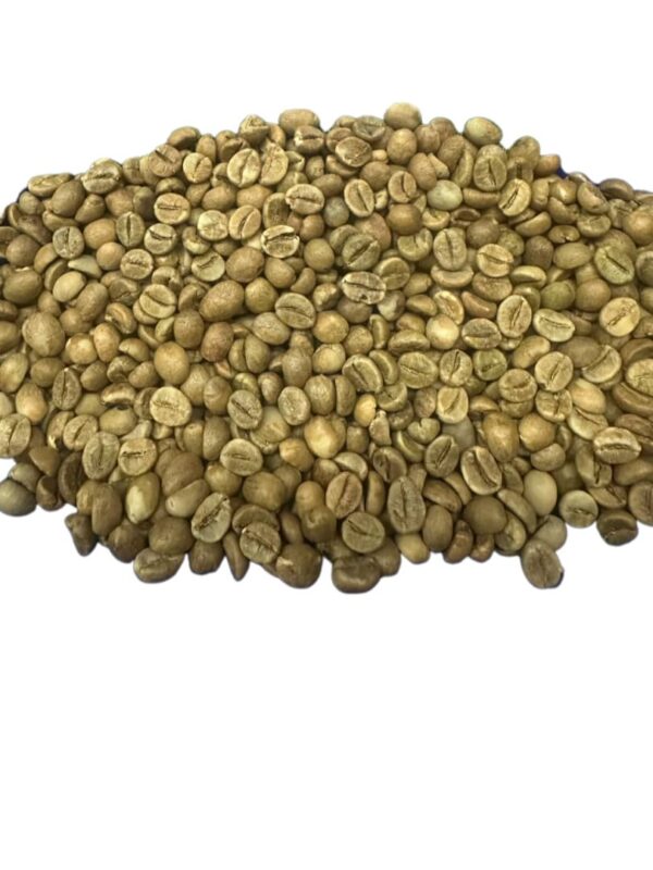 Robusta Coffee- S18 - Image 2